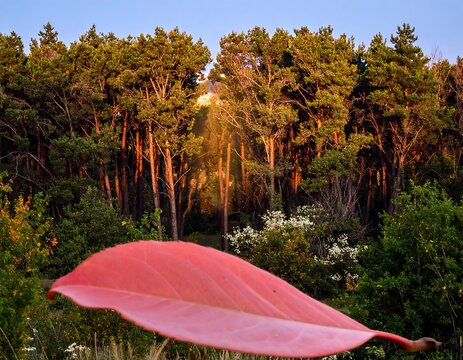 Red leaf floats in forest bathed in golden sunset light