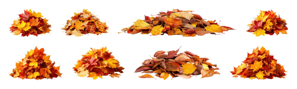Fototapeta Vibrant autumn leaves collection.