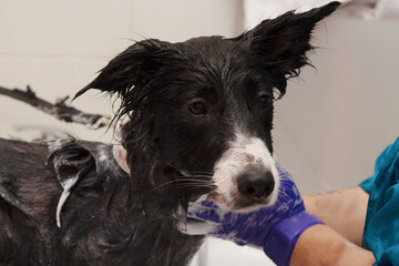bathing the dog in the bathtub