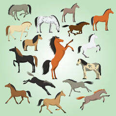 Flat Illustrated Various Breed Horse Animal Equine Set Design