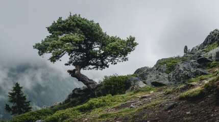 A solitary tree on rocky terrain under a cloudy sky