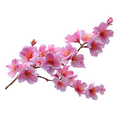 Pink Cherry Blossom Branch with Spring Flowers, and Nature.