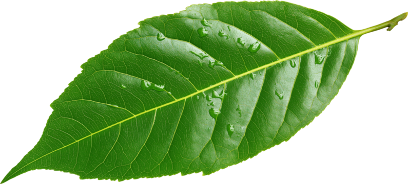 Fresh Green Leaf PNG transparent background