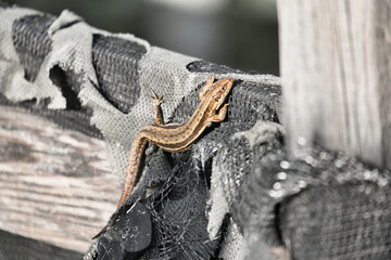 Lizard on weathered wood with scraps of fabric, nature meets structure