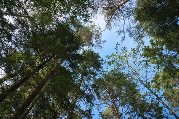 View of the sky through the green canopy of a forest in summer