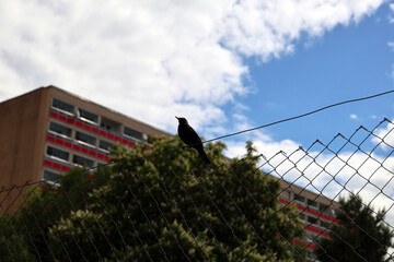 Throstle on the fence