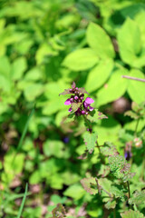 Flowers of Lamium purpureum. 
