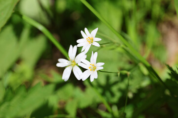 Flowers of Stellaria holostea.