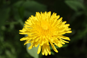 Dandelion flower.