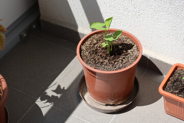 Bush beans in a pot on the balcony.