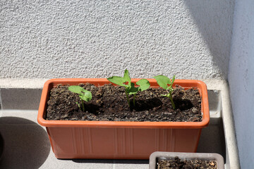 Bush beans in a pot on the balcony.