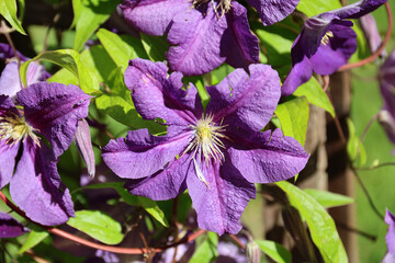 Clematis Jackmanii in bloom.