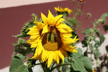 Blooming sunflower with a bee.