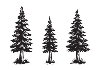Christmas tree vector collection. Fir trees vector sketch/ vector set of Christmas trees