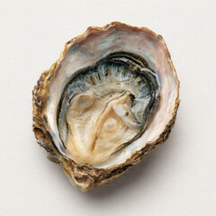 High-angle close-up of an open oyster shell