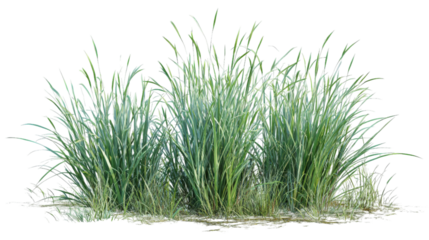 Lush green grass clumps swaying gently in a soft breeze, set against a clear blue sky, creating a serene outdoor atmosphere ideal for nature-themed projects