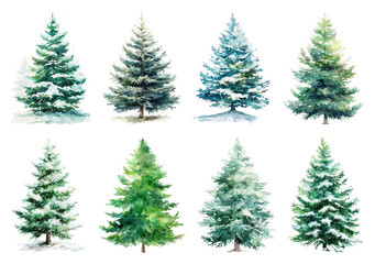 Fototapeta premium Watercolor evergreen trees collection.