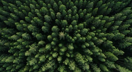 Dense Evergreen Forest Canopy View.