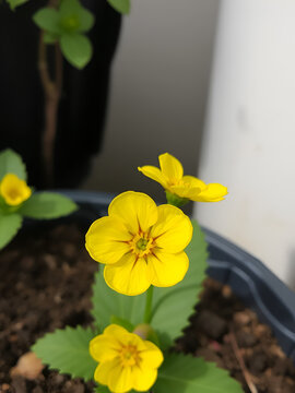 Lovely Primula auricula plant with yellow flowers