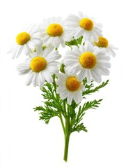 Obraz premium A bouquet of white daisies with sunny yellow centers stands out against a plain background. The fresh flowers radiate vitality and charm, perfect for decoration or gifting