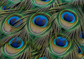 Fototapeta premium Peacock feathers displaying vibrant colors and intricate patterns in a closeup shot, revealing nature's artistry and beauty.