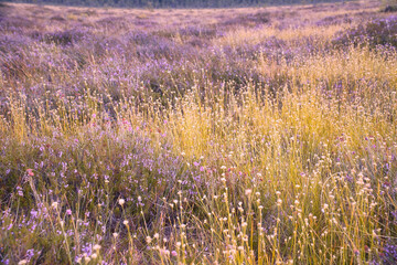 Colorful autumn meadow with wildflowers and heather in warm sunlight