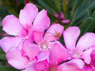 Golden spider on bright pink oleander flowers in garden close-up