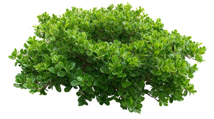 Obraz premium Lush green shrub with dense foliage, showcasing vibrant leaves against a neutral background, ideal for garden design, landscaping projects, and nature-themed content