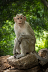 Portrait of an Indian Monkey