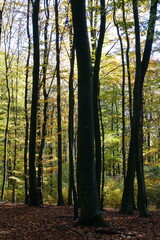 Fototapeta premium Herbstwald