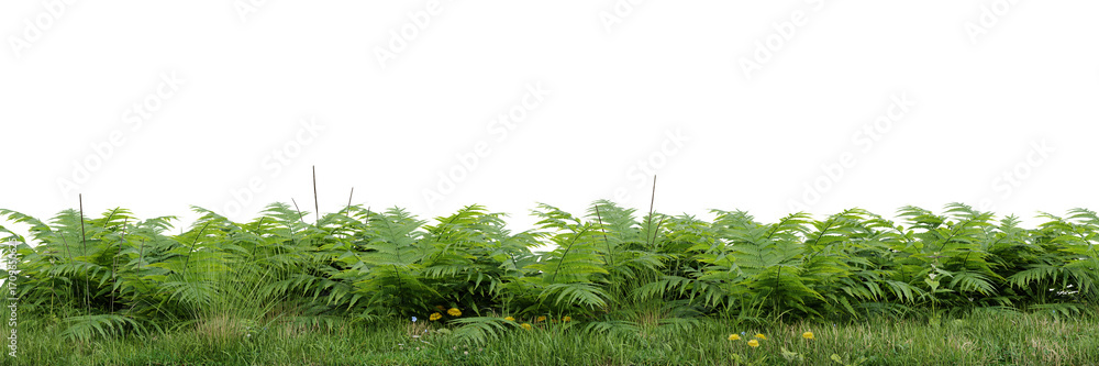 Poster green grass and fern border, isolated on a white background with copy space on transparent backgroun