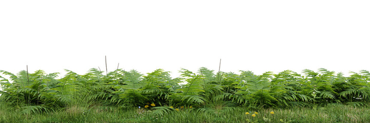 Green grass and fern border, isolated on a white background with copy space on transparent background 3d rendering png © Chayanee