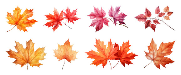 Colorful autumn maple leaves illustration.