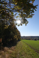 Fototapeta premium Waldrand mit Sonne