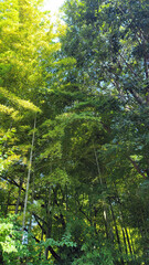 Obraz premium 日本の竹藪／Japanese bamboo grove／일본의 대나무 藪