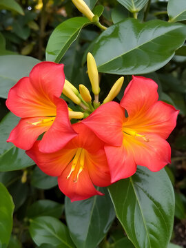 Mandevilla sanderin is a genus of tropical and subtropical flowering vines belonging to the dogbane family, Apocynaceae. Hanover Berggarten, Germany.