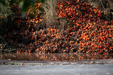 Food waste - a large pile of rotting tomatoes next to a vegetable production facility