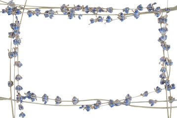 Lavender frame made with blue dried lavender branches on transparent background png