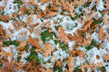 Fallen autumn leaves of northern red oak (Quercus rubra) on snow-covered green grass