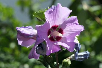 Hibiskus © Fotolyse
