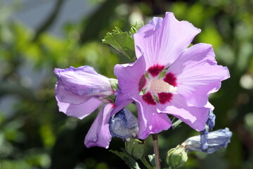 Hibiskus