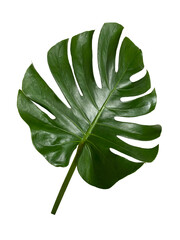 Single leaf of Monstera © Kamal