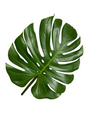 Single leaf of Monstera