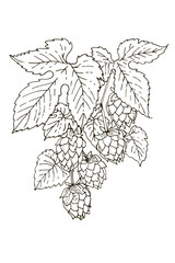 Hop Plant Vector Illustration – Botanical Drawing with Cones and Leaves