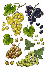 Colored Grape Vine Vector Illustration – Botanical Drawing with Grapes and Leaves