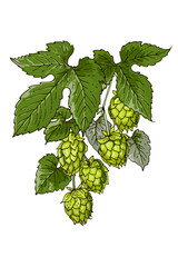 Colored Hop Plant Vector Illustration – Botanical Drawing with Cones and Leaves