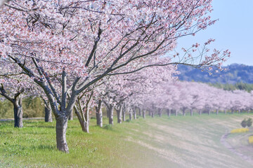 Fototapeta premium ずーっと続く桜並木のイメージ
