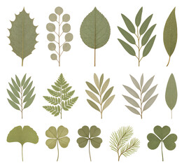 Obraz premium Diverse botanical leaf collection