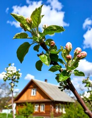 Blossoming apple branch in front of a rustic wooden house