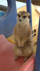 Suricata suricatta close-up photo